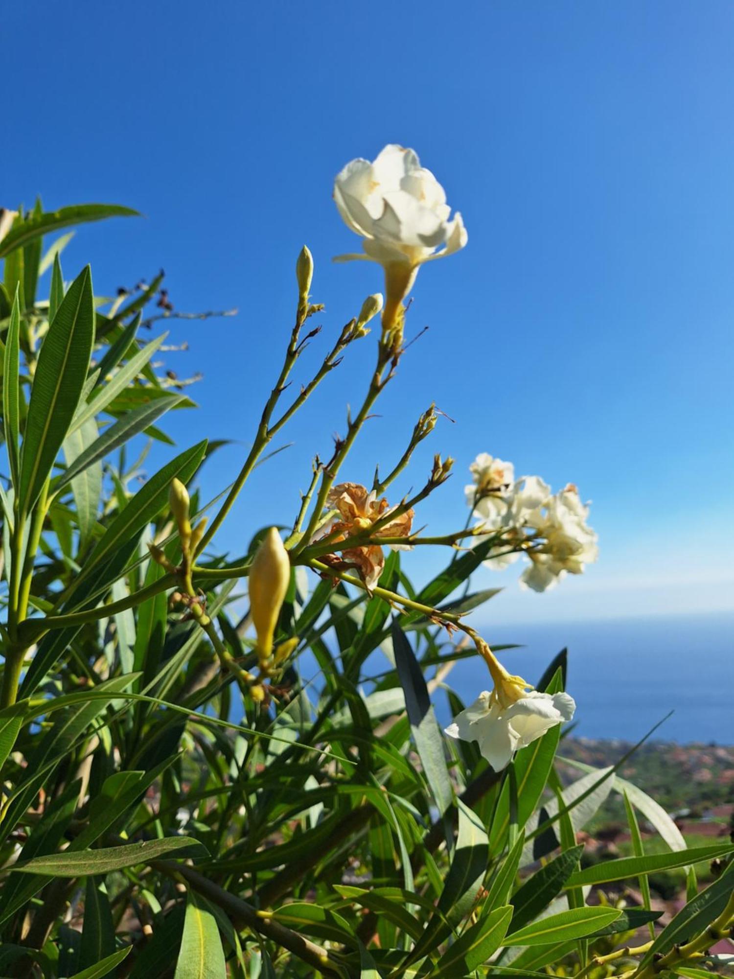 Casa-Albatros Ponta do Sol (Madeira) Exterior foto